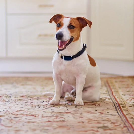 g12-smart-gps-pet-tracker:-mini,-waterproof,-anti-luxury-view-2 | Majestic Pet Kingdom