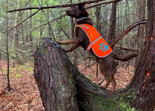 Dog Safety Vest Reflective Hi-Vis Orange Medium 30.7in Chest
