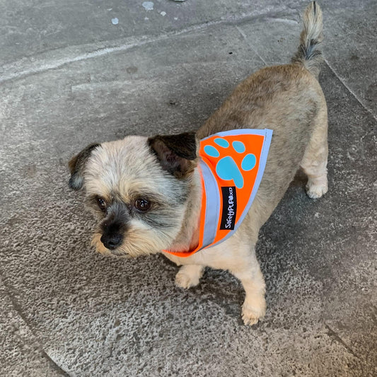 Dog Bandana Reflective High Visibility Orange Small Neck Scarf