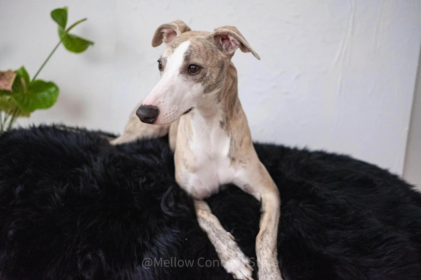 Oval Sheepskin⢠Luxury Pet Bed - Majestic Pet Kingdom