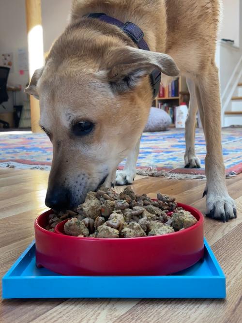 Dog Bowl Holder Hold em Suction Cup Base for Lick Mats USA