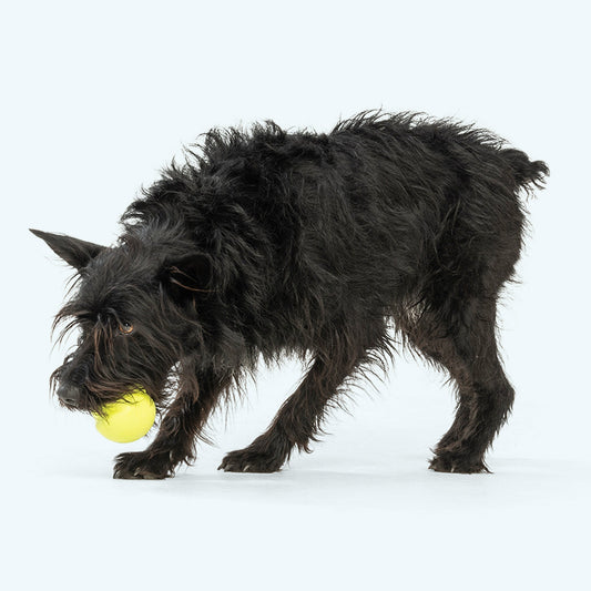 Jive Erratic Bounce Fetch Ball Dog Toy | Tough Chewers