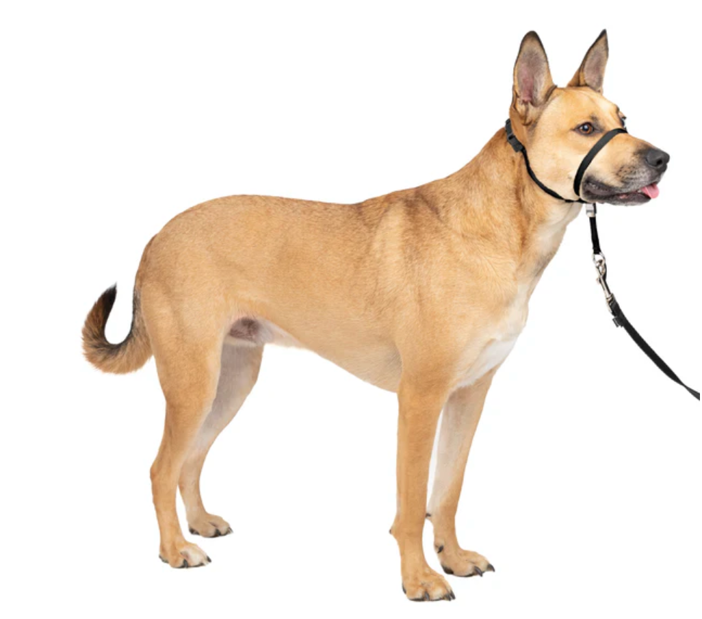 Dog Headcollar PetSafe Gentle Leader No-Pull Training Medium