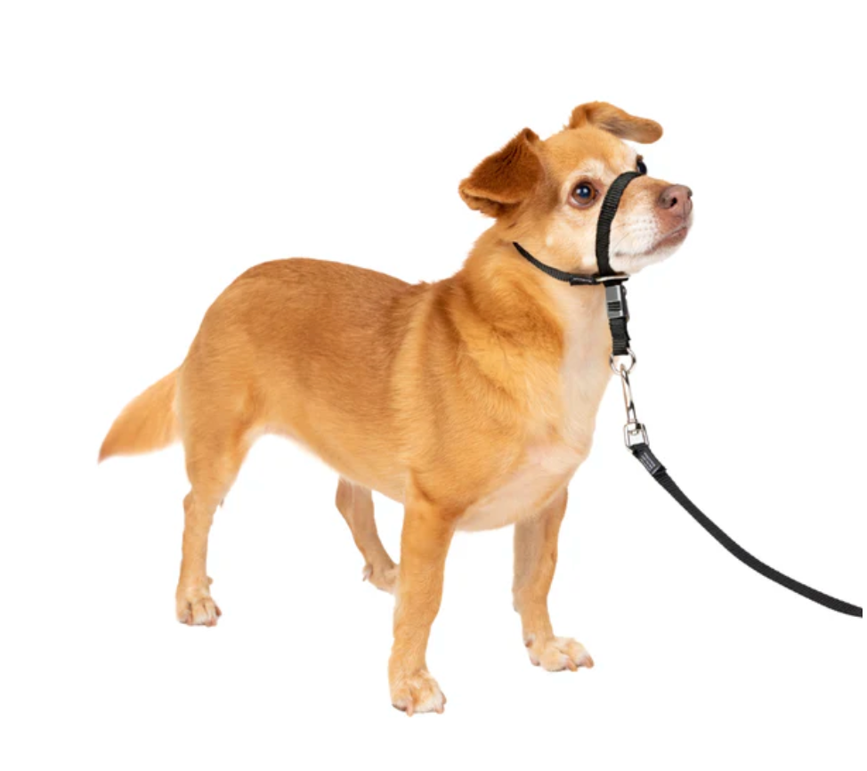 Dog Headcollar PetSafe Gentle Leader No-Pull Training Small