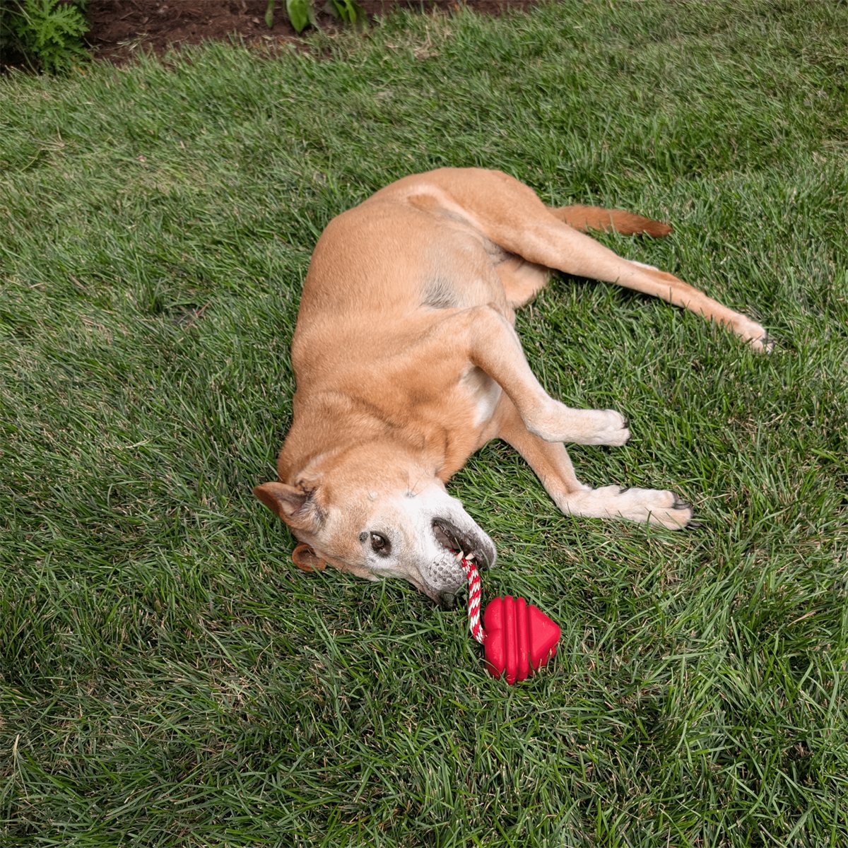 Dog Chew Toys Set of Heavy-Duty Durable Teething Play Bones
