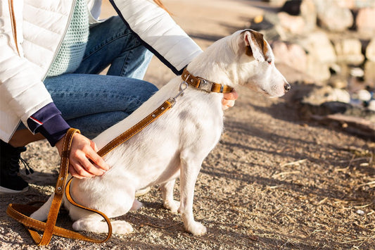 Dog Leash Genuine Leather Earth Brown Walking Training Lead