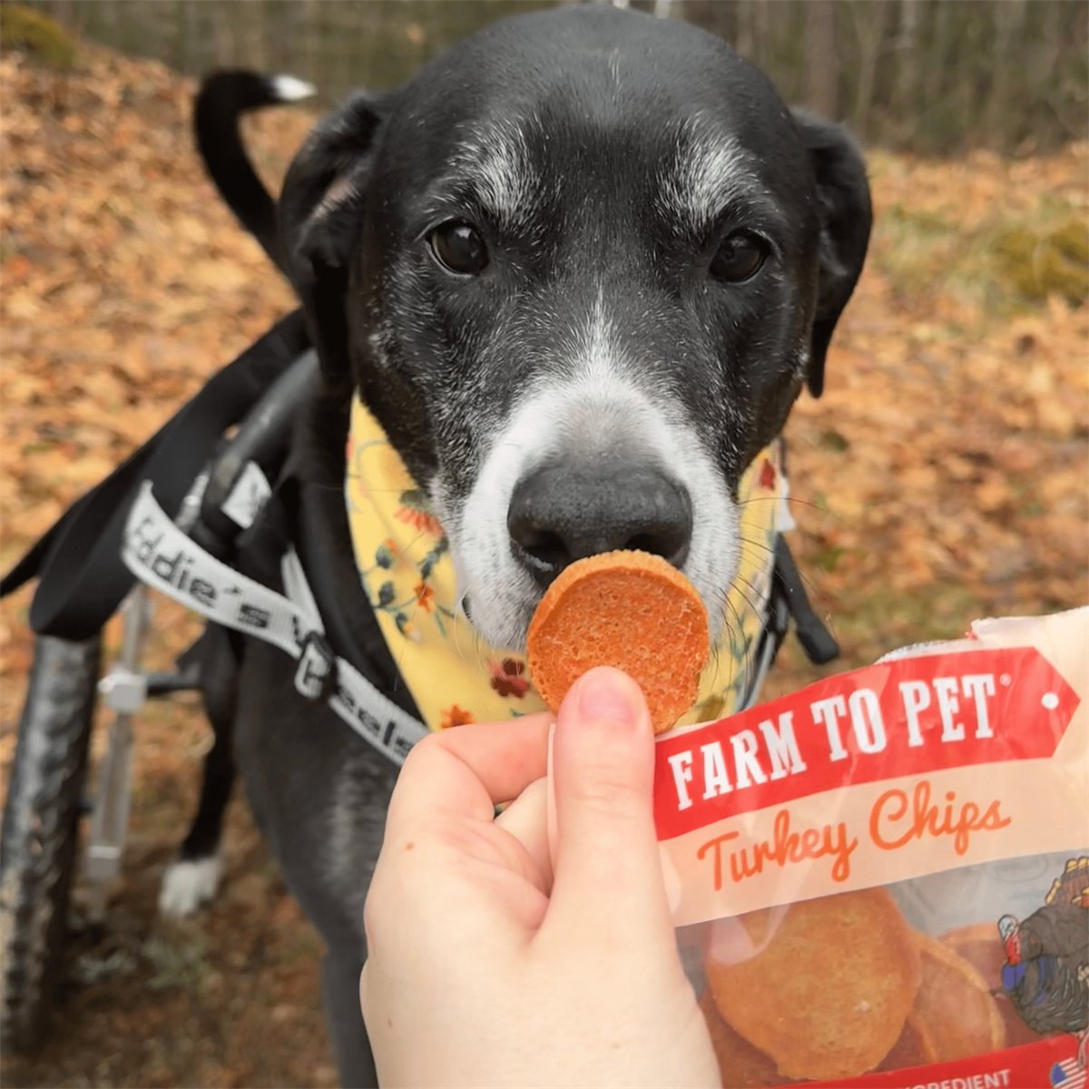 Dog Treats Turkey Chips Snack Pack Bundles Training Treats