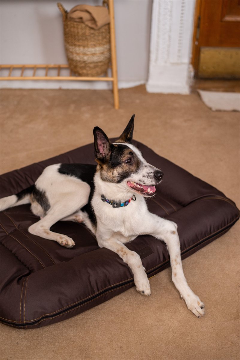 Dog Bed Waterproof Oxford Lounger Large Breed Brown Mattress