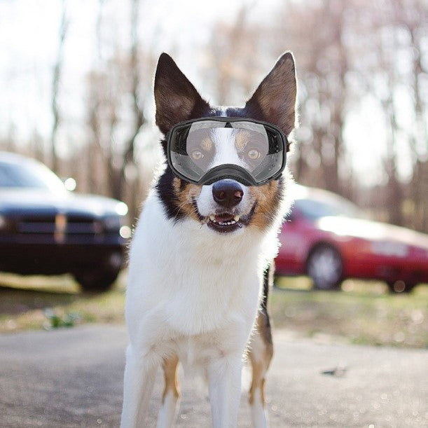 Pet Glasses Large Dog Full Package Eye Protection Windproof Rain And Snow - Purrfect Pet Kingdom™