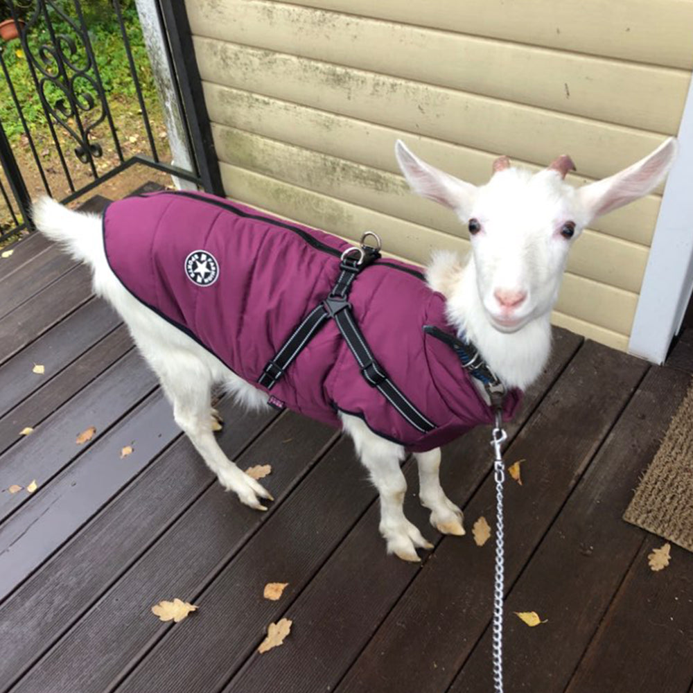 Waterproof Dog Clothes Winter Dog Coat With Harness Warm Pet Clothing Big Dog Jacket Chihuahua Labrador Coat Costume - Majestic Pet Kingdom