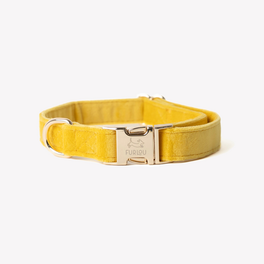 'Yellow' - Velvet Dog Collar | Purrfect Pet Kingdom
