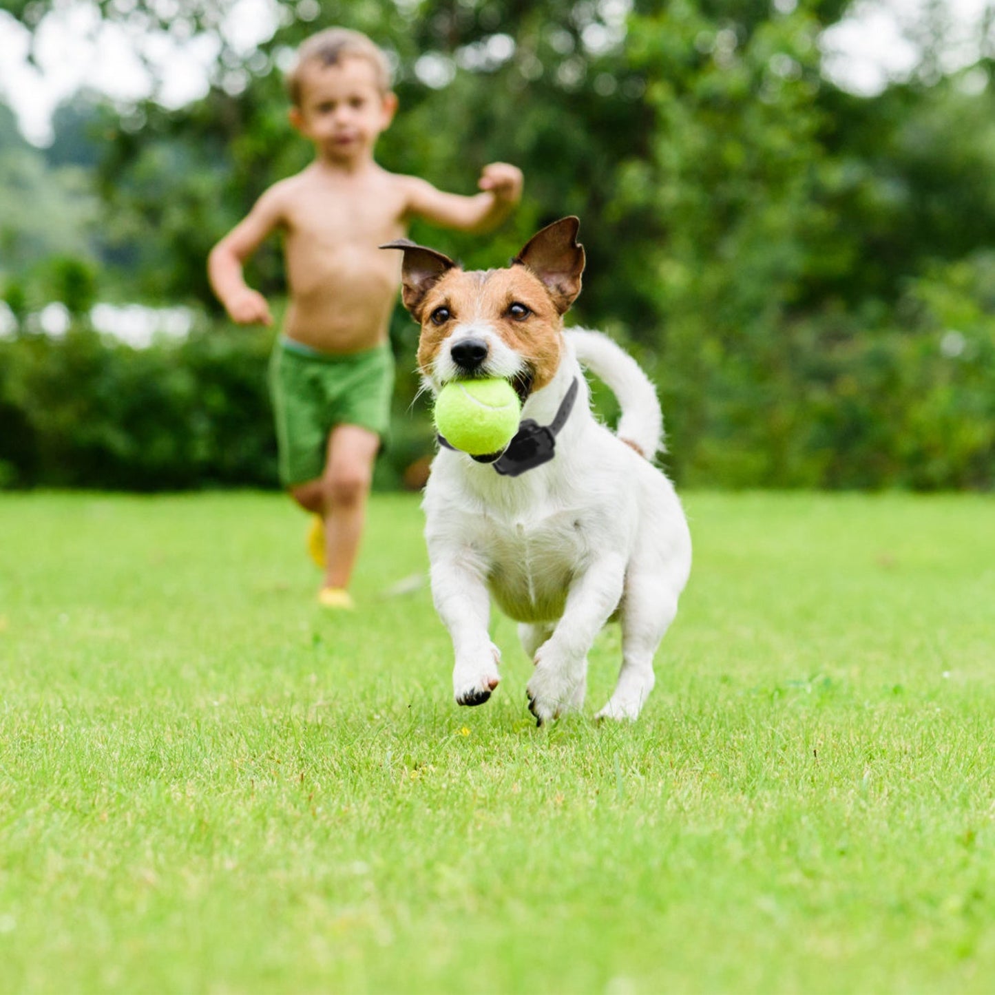 Wireless Electric Dog Fence Pet Shock Boundary Containment System Electric Training Collar For Small Medium Large Dogs | Purrfect Pet Kingdom