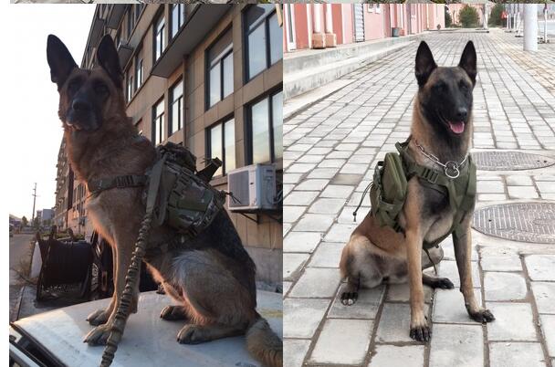 Tactical dog clothes outdoor dog vest - Majestic Pet Kingdom