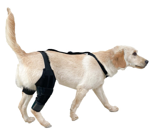 Dog Hind Leg Knee Brace Assist Strap
