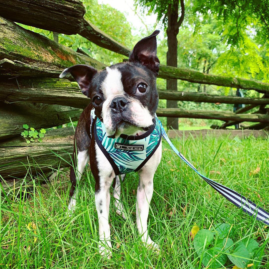 Luxury Pet Essentials - Purrfect Pet Kingdom™