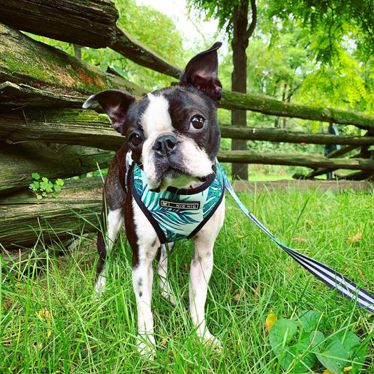 Luxury Pet Essentials - Purrfect Pet Kingdom™