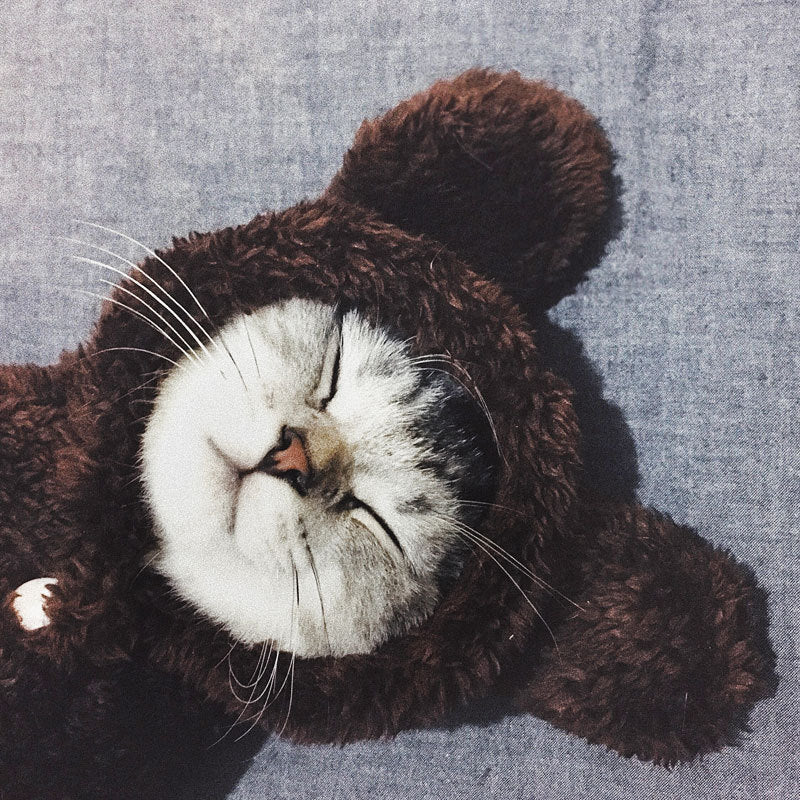 Cat clothes kitten cat cute funny pet - Majestic Pet Kingdom