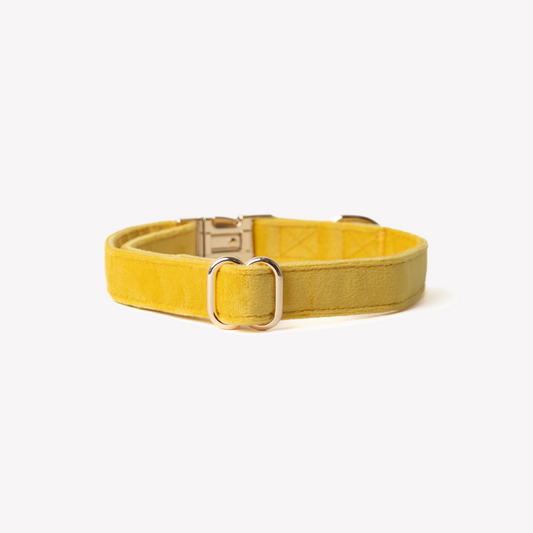 'Yellow' - Velvet Dog Collar | Purrfect Pet Kingdom
