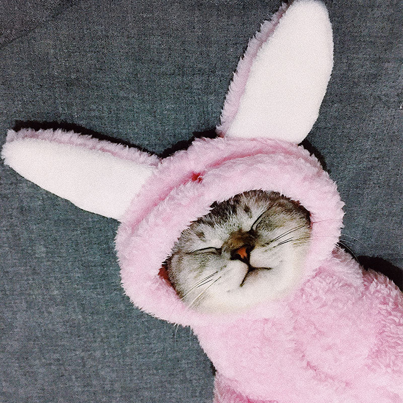 Cat clothes kitten cat cute funny pet - Majestic Pet Kingdom