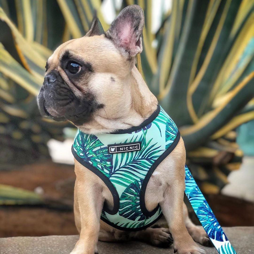 Luxury Pet Essentials - Purrfect Pet Kingdom™