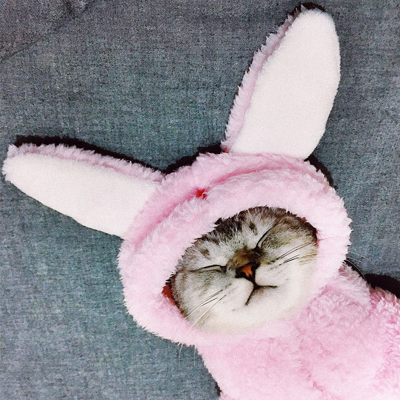 Cat clothes kitten cat cute funny pet - Majestic Pet Kingdom