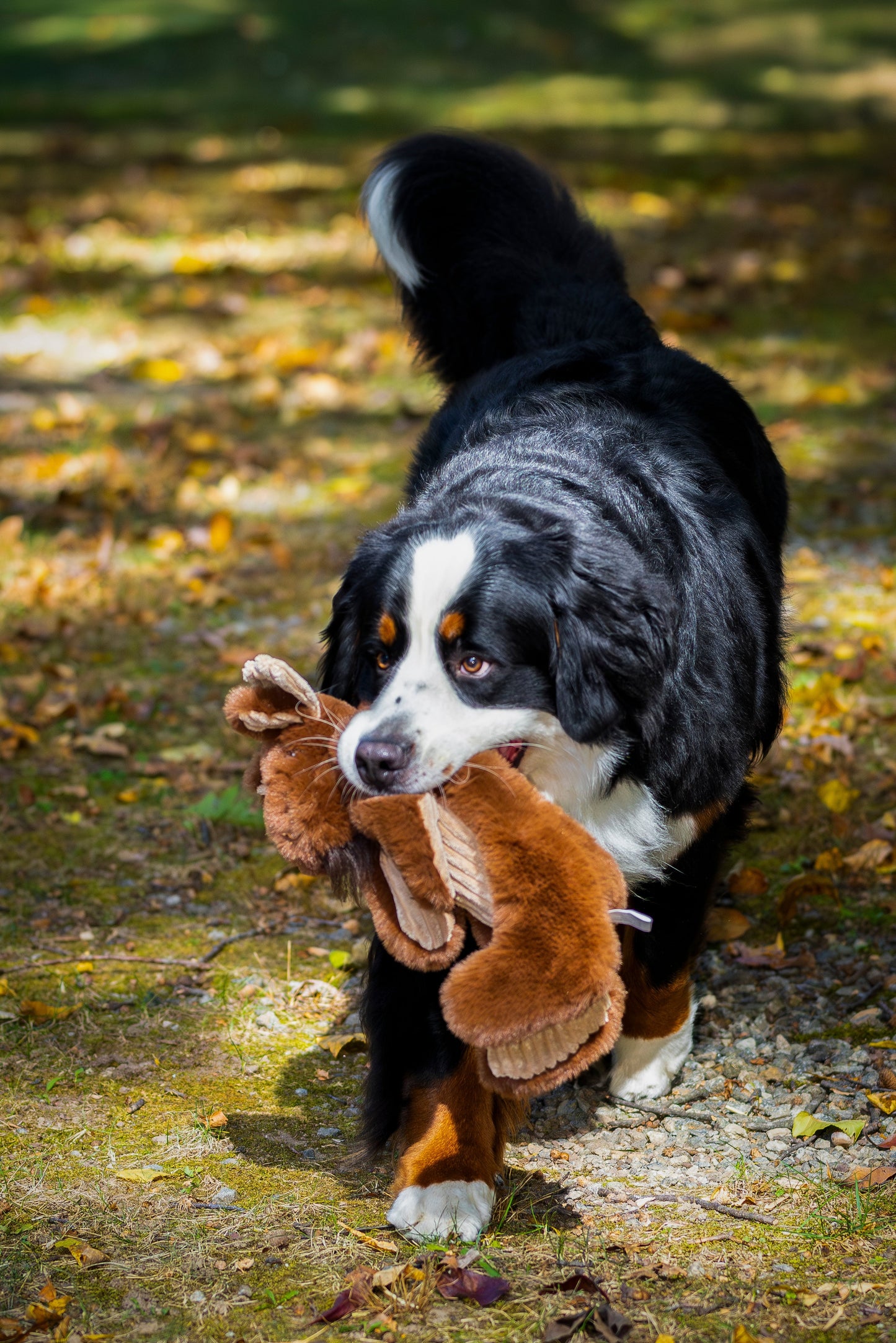 Pet Supply Product | The Finest Market