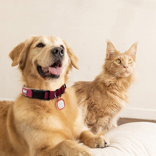 Pet Cats And Dogs Brand Name Anti-loss Card Two-dimensional Code ID Card | Purrfect Pet Kingdom