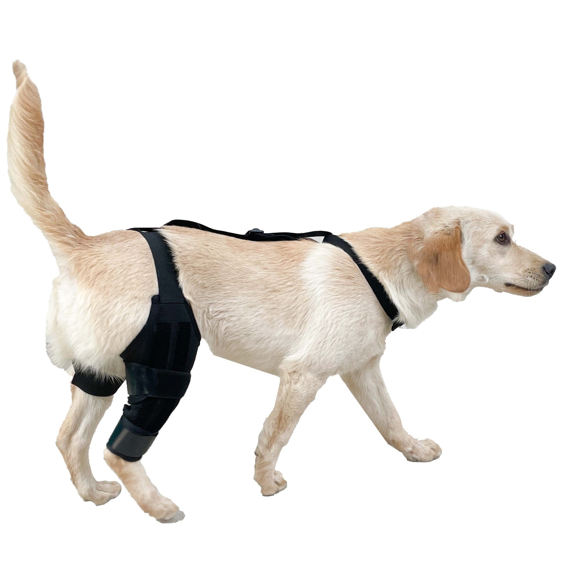 Dog Hind Leg Knee Brace Assist Strap