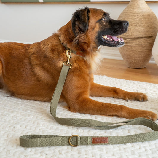 Tilley + Me Hemp Cotton Dog Collar – Durable, Adjustable, Soft – Joshua Tree