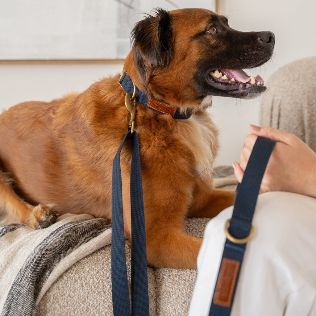 Tilley + Me Hemp Cotton Dog Leash - Durable, Sustainable, Adjustable, Lightweight & Soft- Joshua Tree