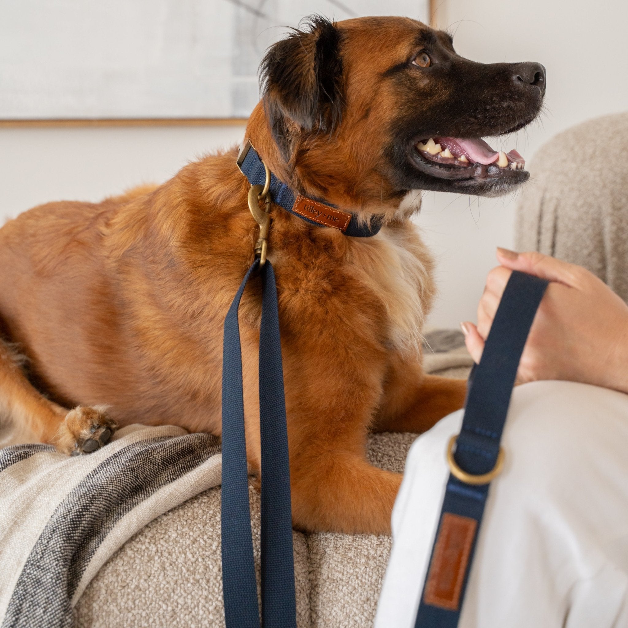 Tilley + Me Hemp Cotton Dog Leash - Durable, Sustainable, Adjustable, Lightweight & Soft- Joshua Tree
