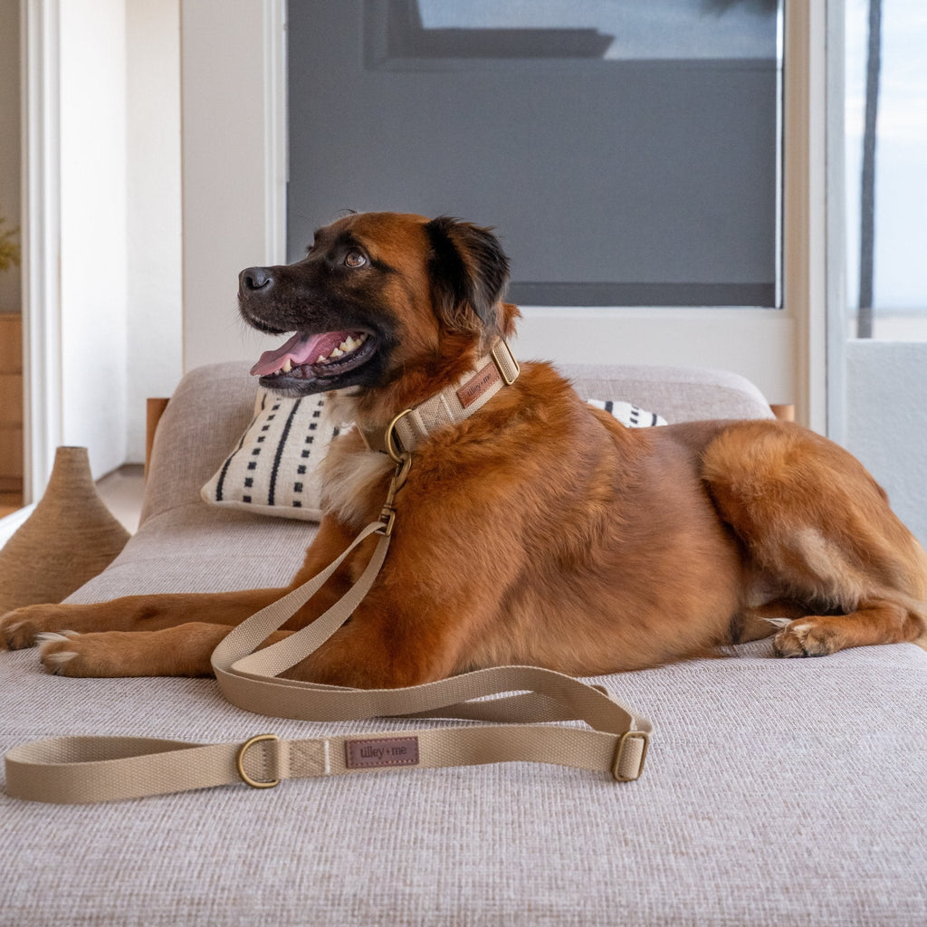 Tilley + Me Hemp Cotton Dog Leash - Durable, Sustainable, Adjustable, Lightweight & Soft- Joshua Tree