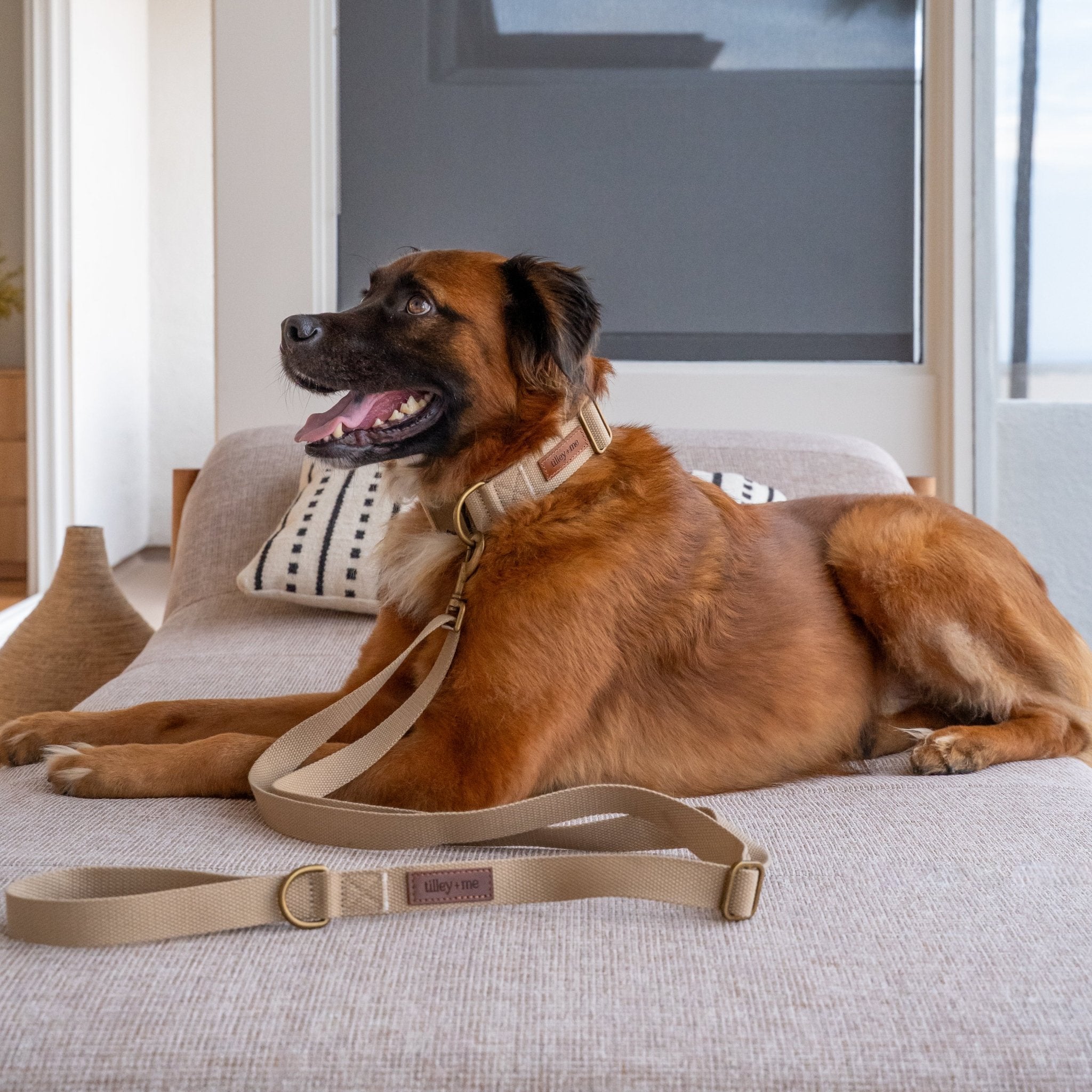Tilley + Me Hemp Cotton Dog Leash - Durable, Sustainable, Adjustable, Lightweight & Soft- Joshua Tree