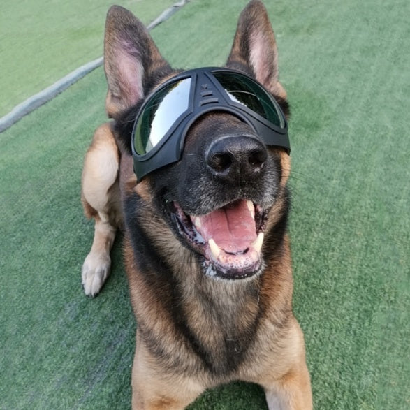 Dog Glasses Waterproof Snow-Proof Pet Goggles Soft Frame Comfortable | Majestic Pet Kingdom™
