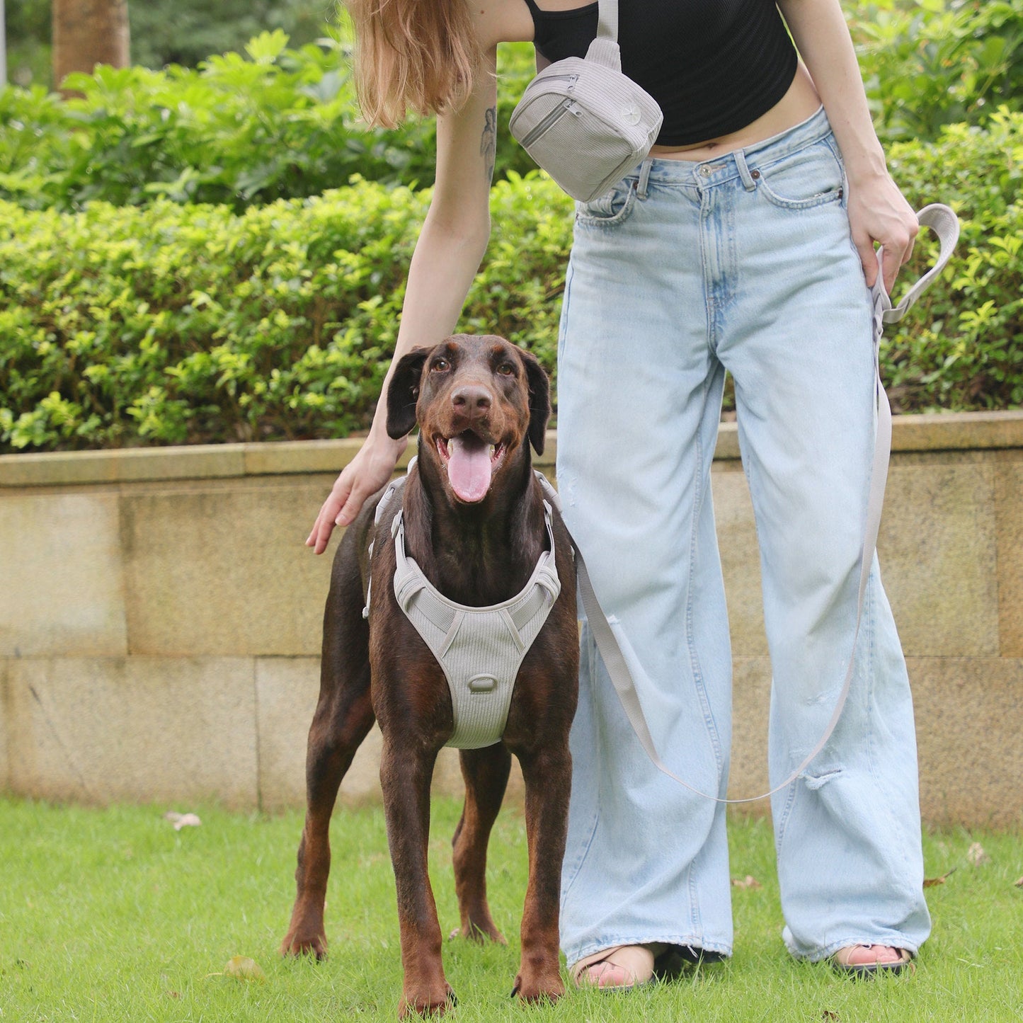 Cross-border Gentleman Gray Corduroy Pet Collar Chest Strap Suit