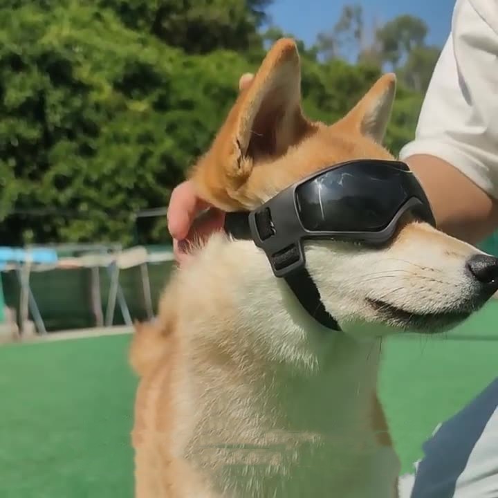 Pet And Dog UV Protective Goggles Pet Wellness Essential | Majestic Pet Kingdom™