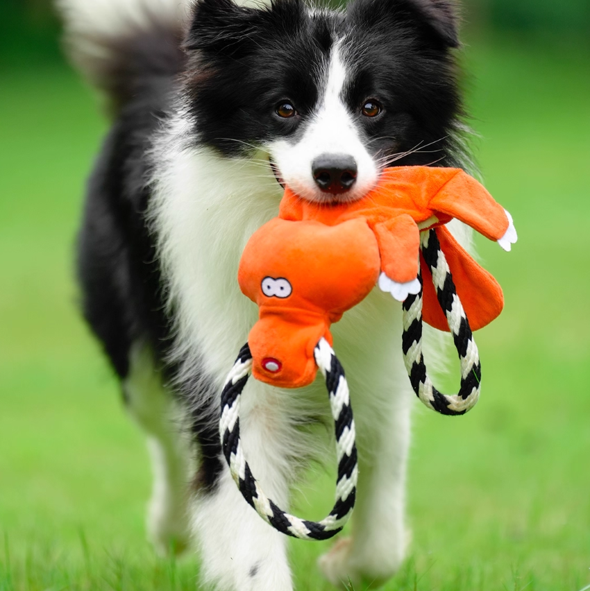 Dog Chew Toy Squeaky Textured Rubber Molar Teething Play Bone - Detail Angle 3 | Majestic Pet Kingdom