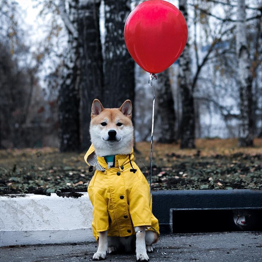 Dog Raincoat Pet Clothes Dog Clothes Rain Water - Majestic Pet Kingdom