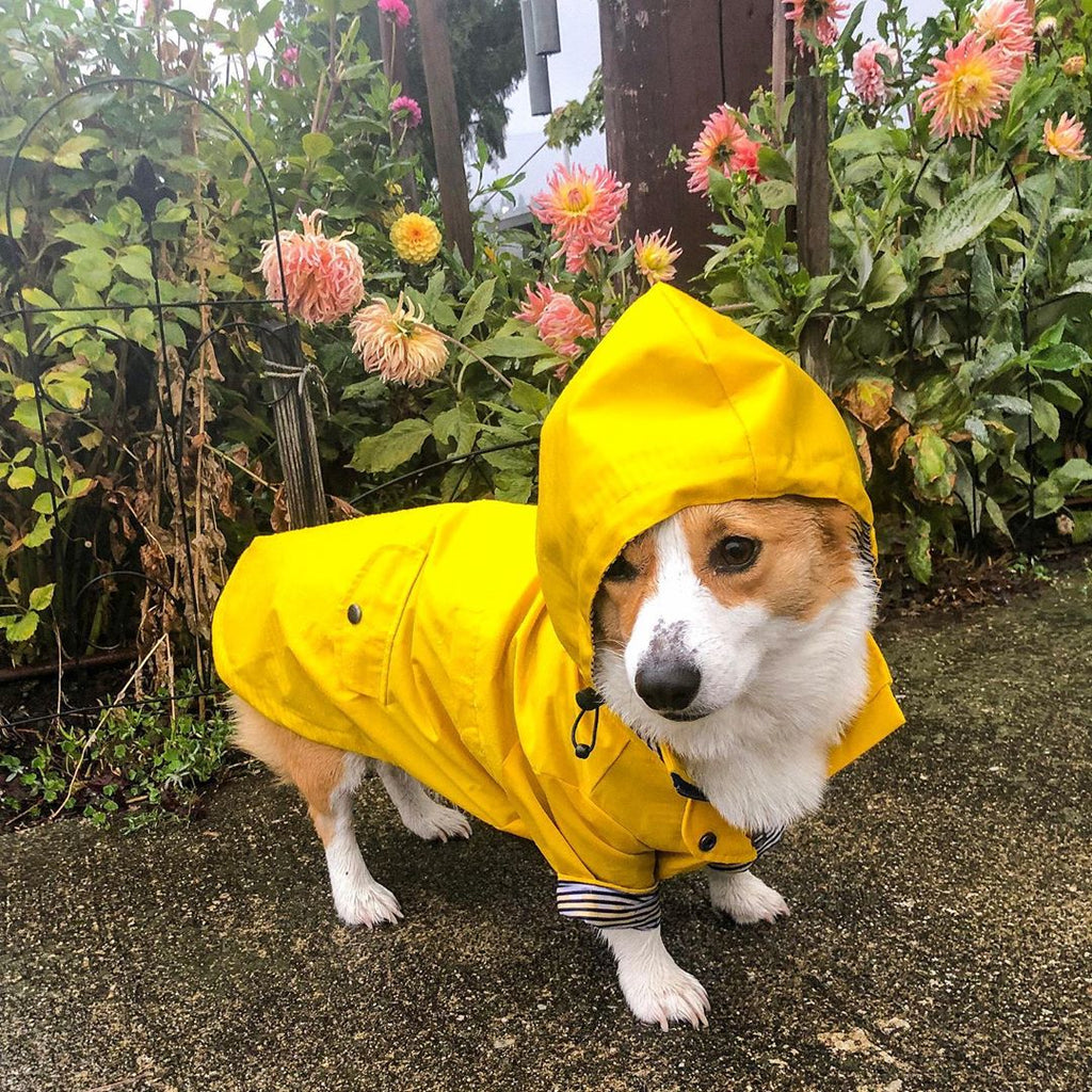 Dog Raincoat Pet Clothes Dog Clothes Rain Water - Majestic Pet Kingdom