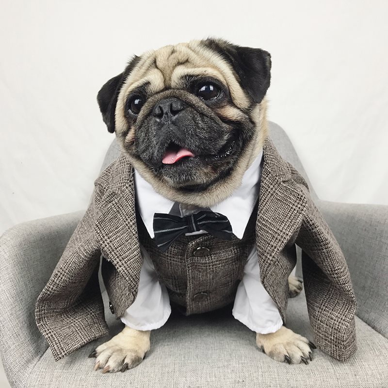Pet wedding suit - Majestic Pet Kingdom