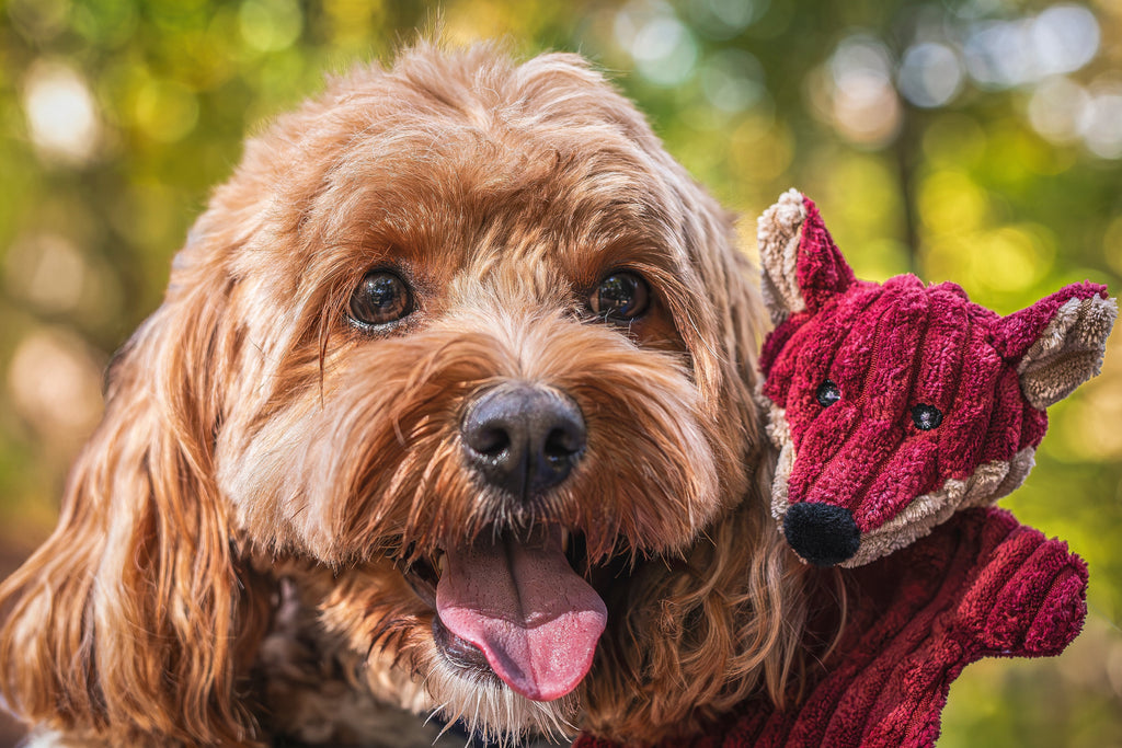 Pet Supply Product | The Finest Market