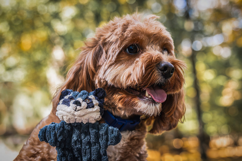 Pet Supply Product | The Finest Market