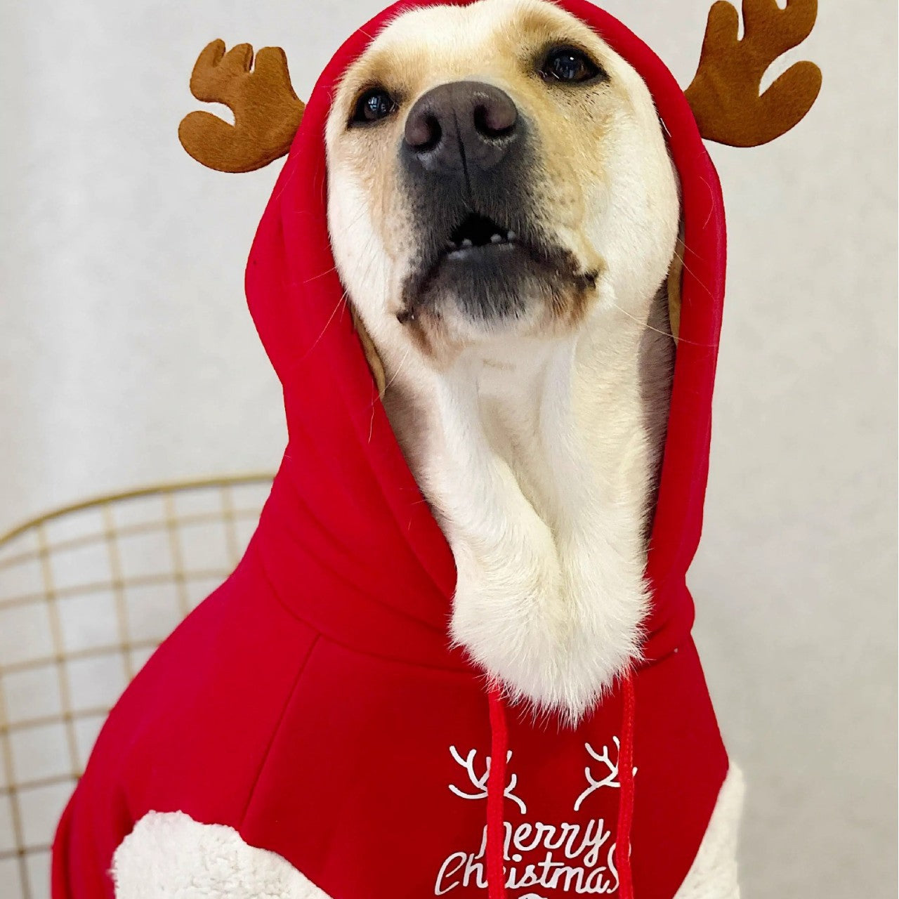 Pet Product - Premium Pet Accessory