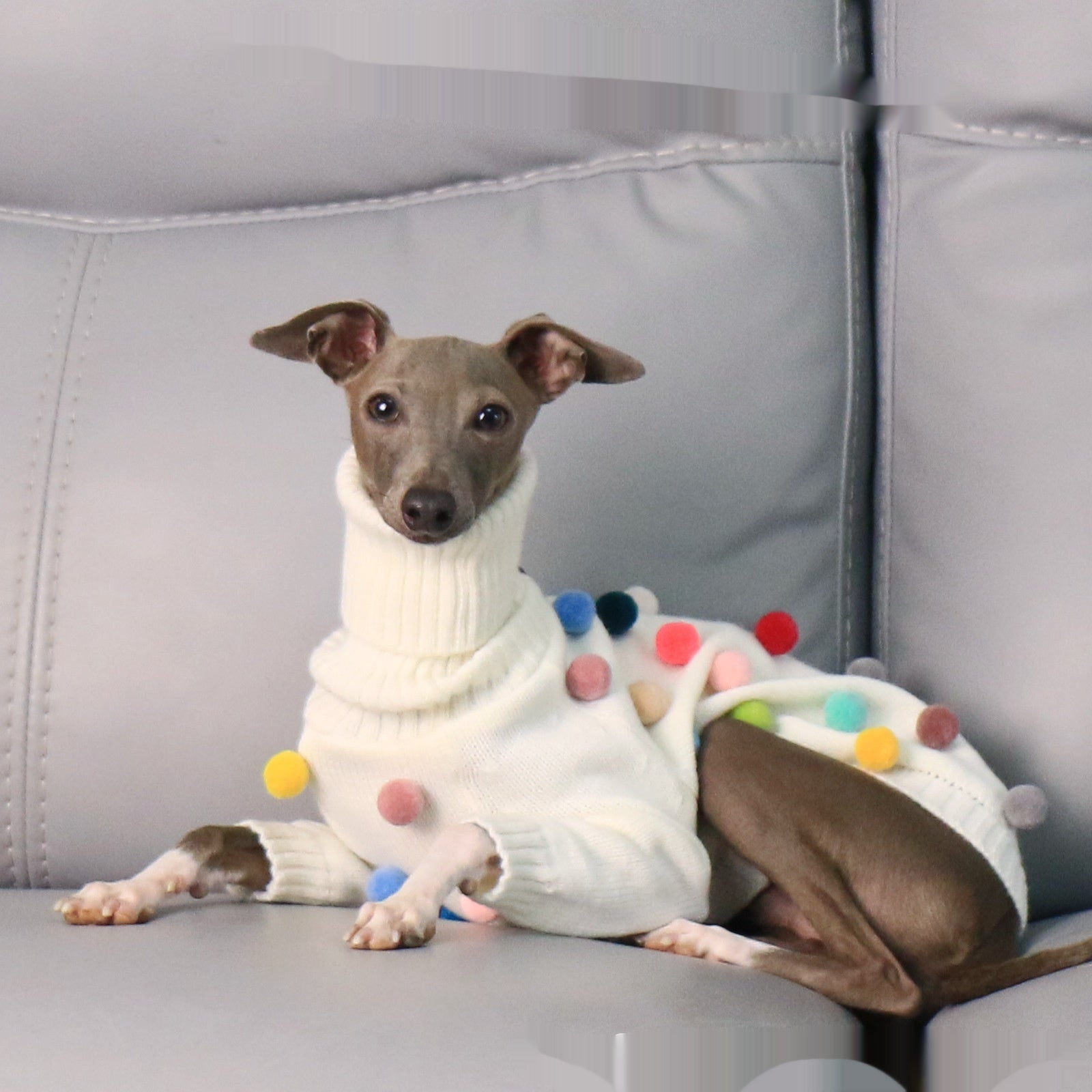 Pet Product - Premium Pet Accessory