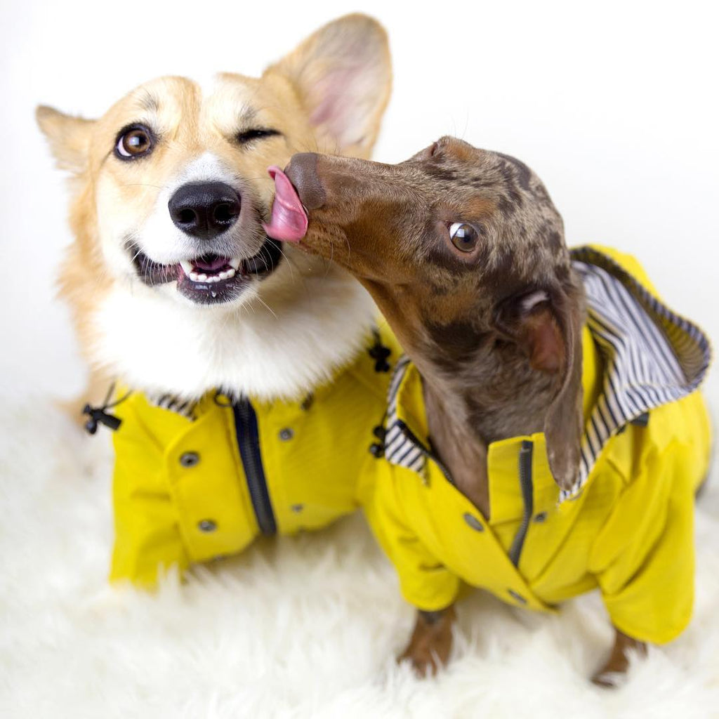 Dog Raincoat Pet Clothes Dog Clothes Rain Water - Majestic Pet Kingdom