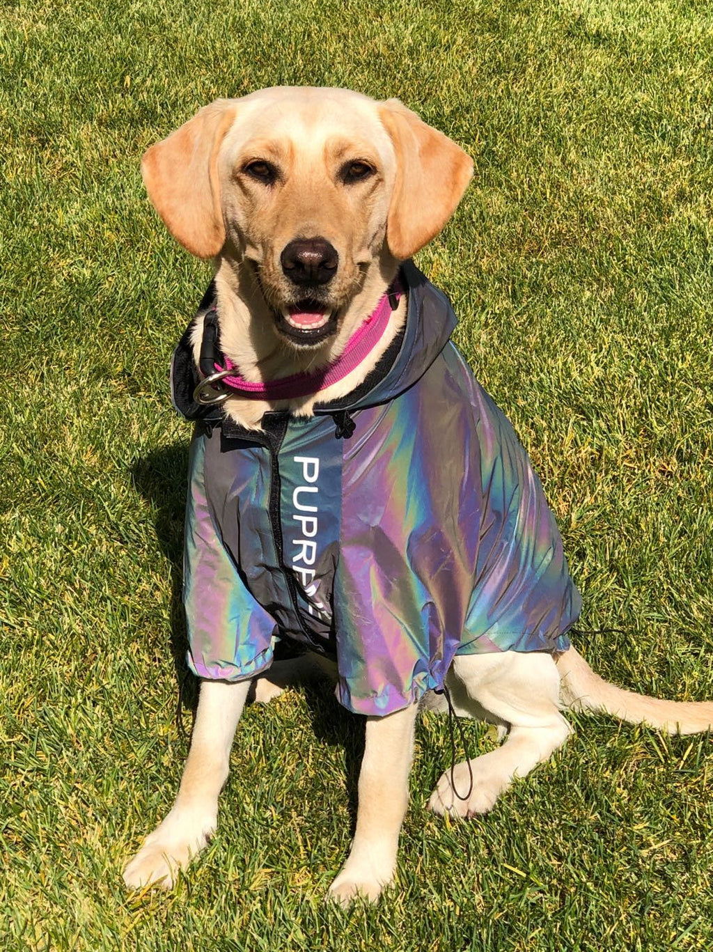 Microcrystalline reflective dog clothes - Majestic Pet Kingdom