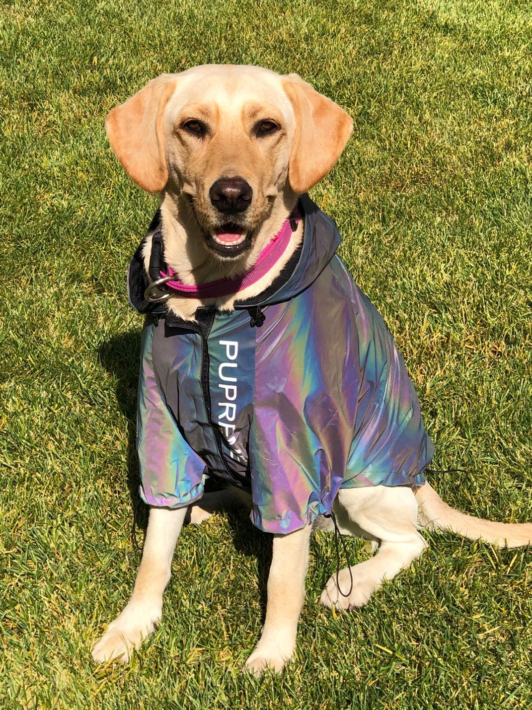 Microcrystalline reflective dog clothes - Majestic Pet Kingdom