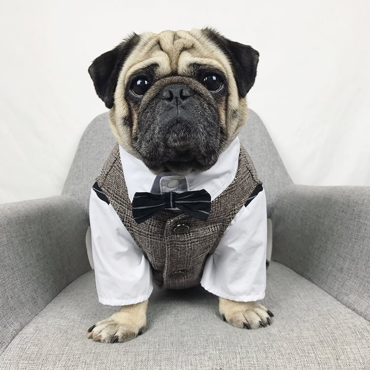 Pet wedding suit - Majestic Pet Kingdom