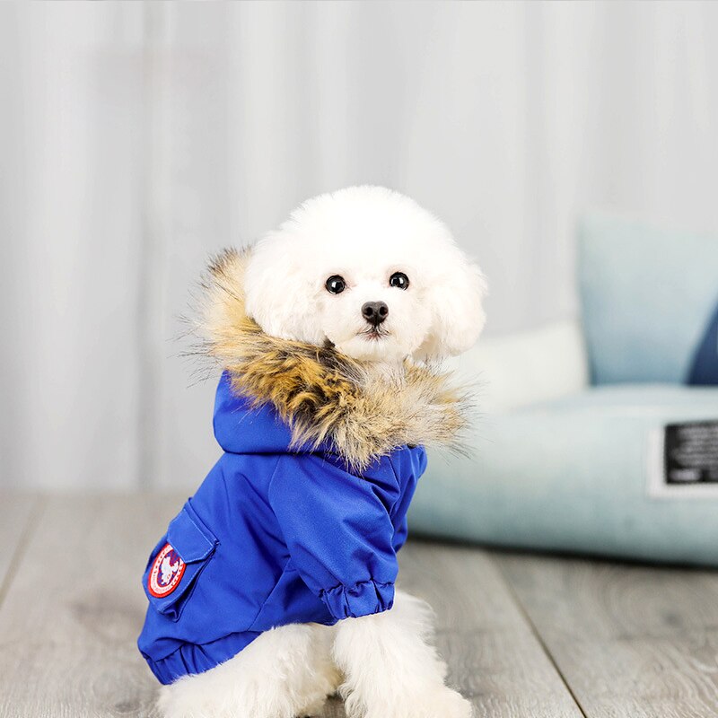 Pet dog clothes wool hat clothes cotton clothes - Majestic Pet Kingdom