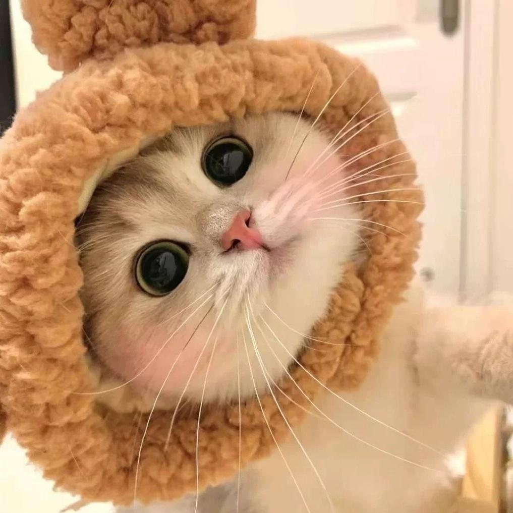 Cute Casual Winter Pet Hooded Hat